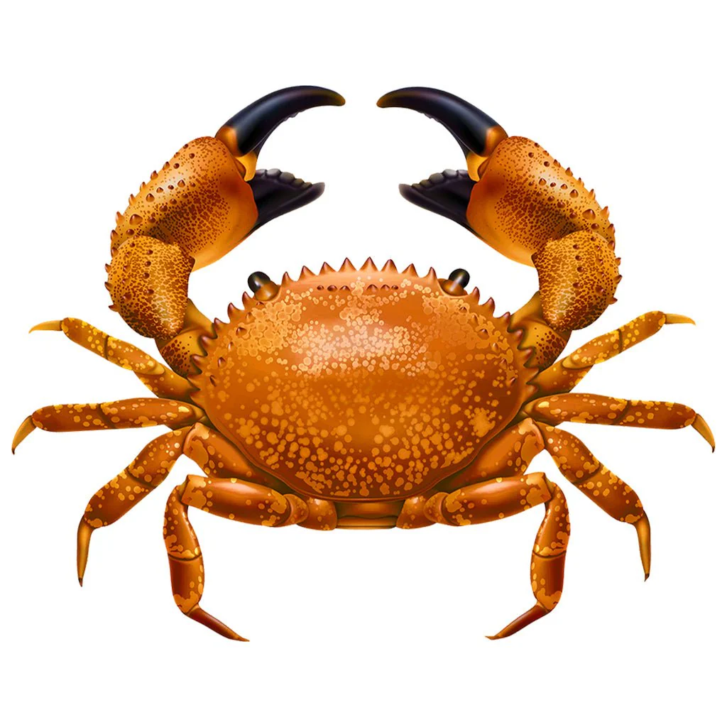 Brown Crab - Pool Mosaic