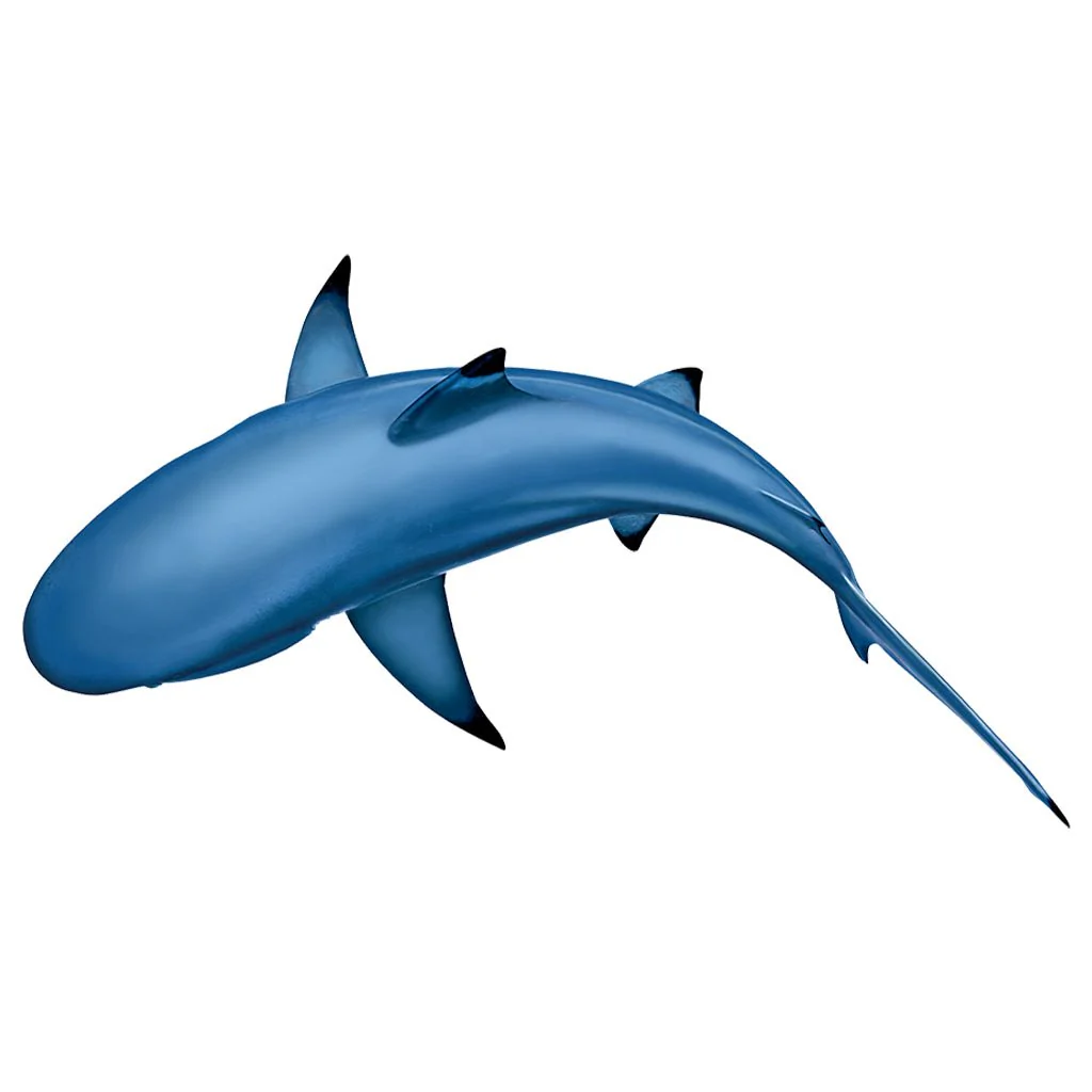 Circling Shark - Pool Mosaic
