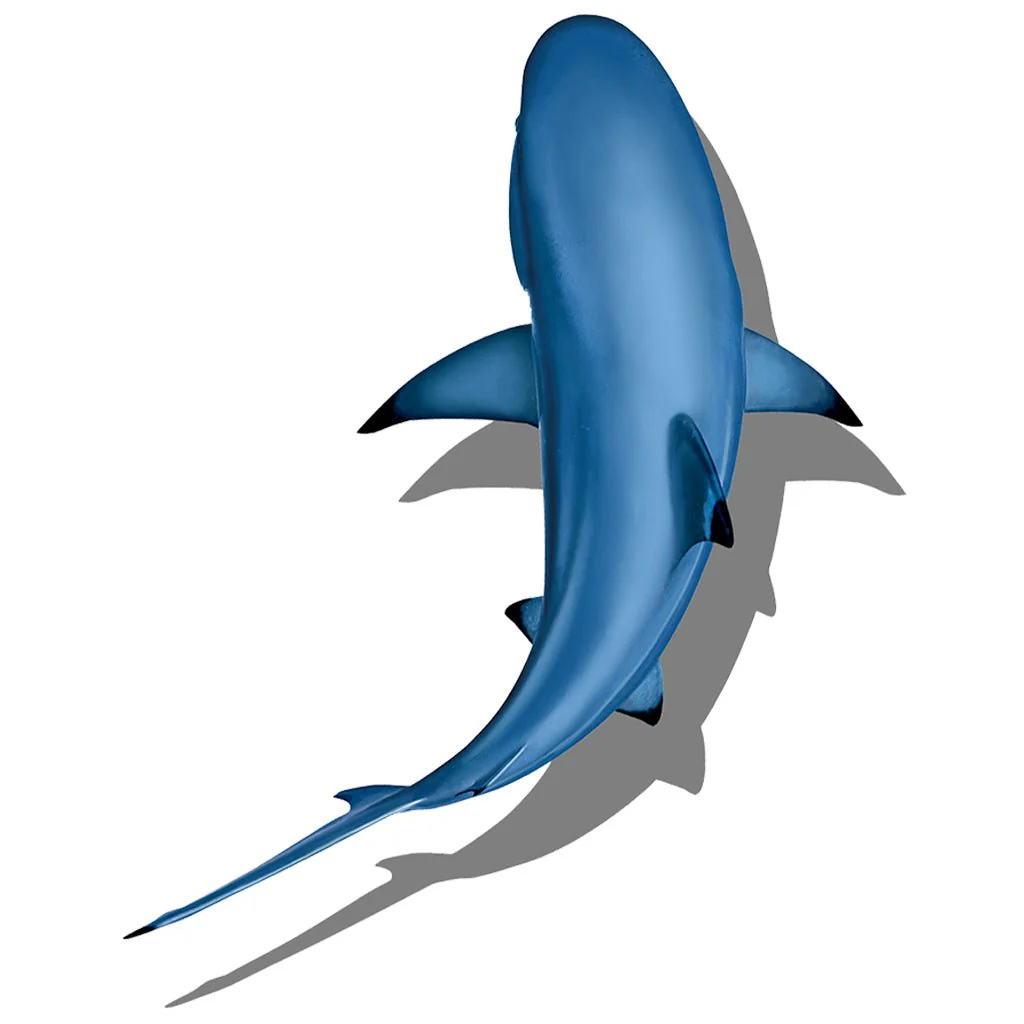 Circling Shark with Shadow #3 - Pool Mosaic