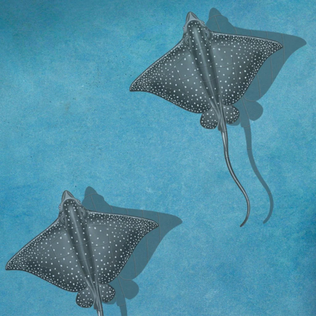 Eagle Ray w/Shadow - Pool Mosaic - Image 3