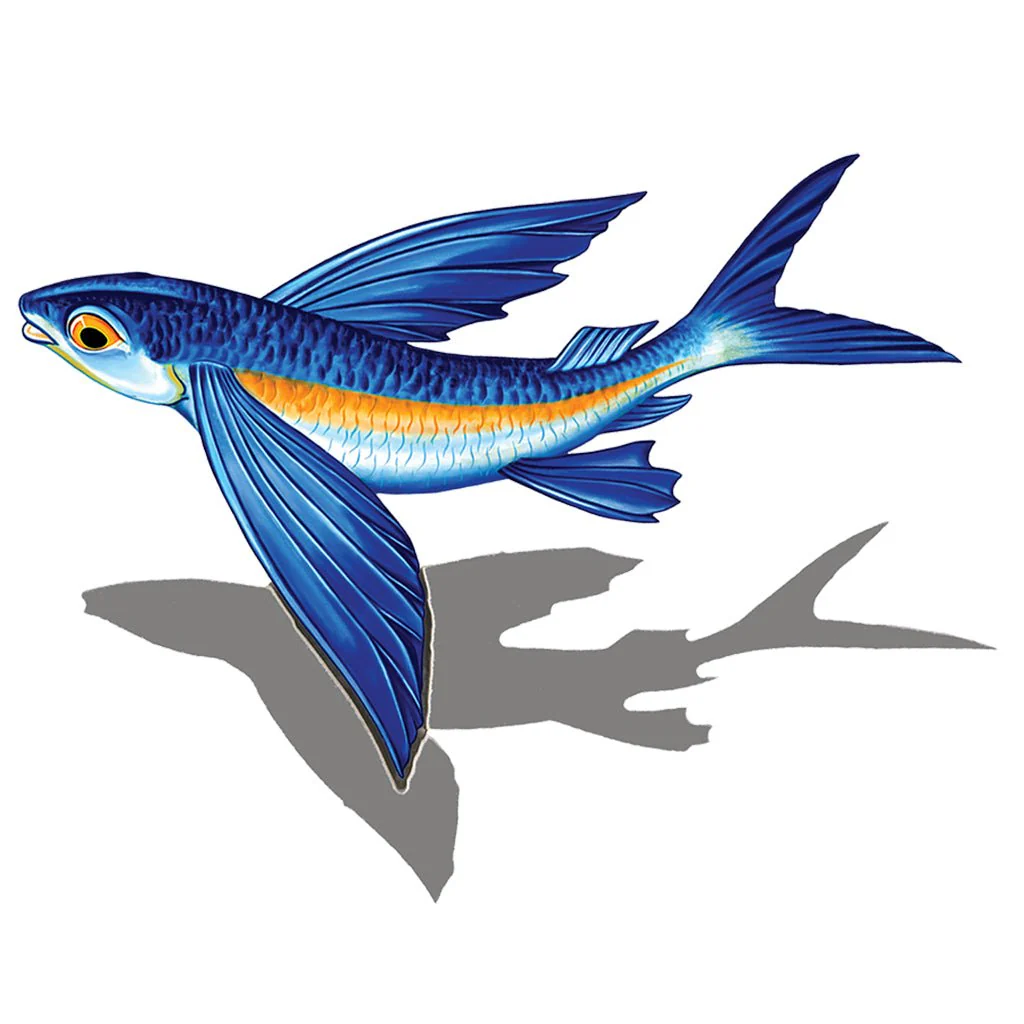 Flying Fish-B Reverse w/Shadow - Pool Mosaic