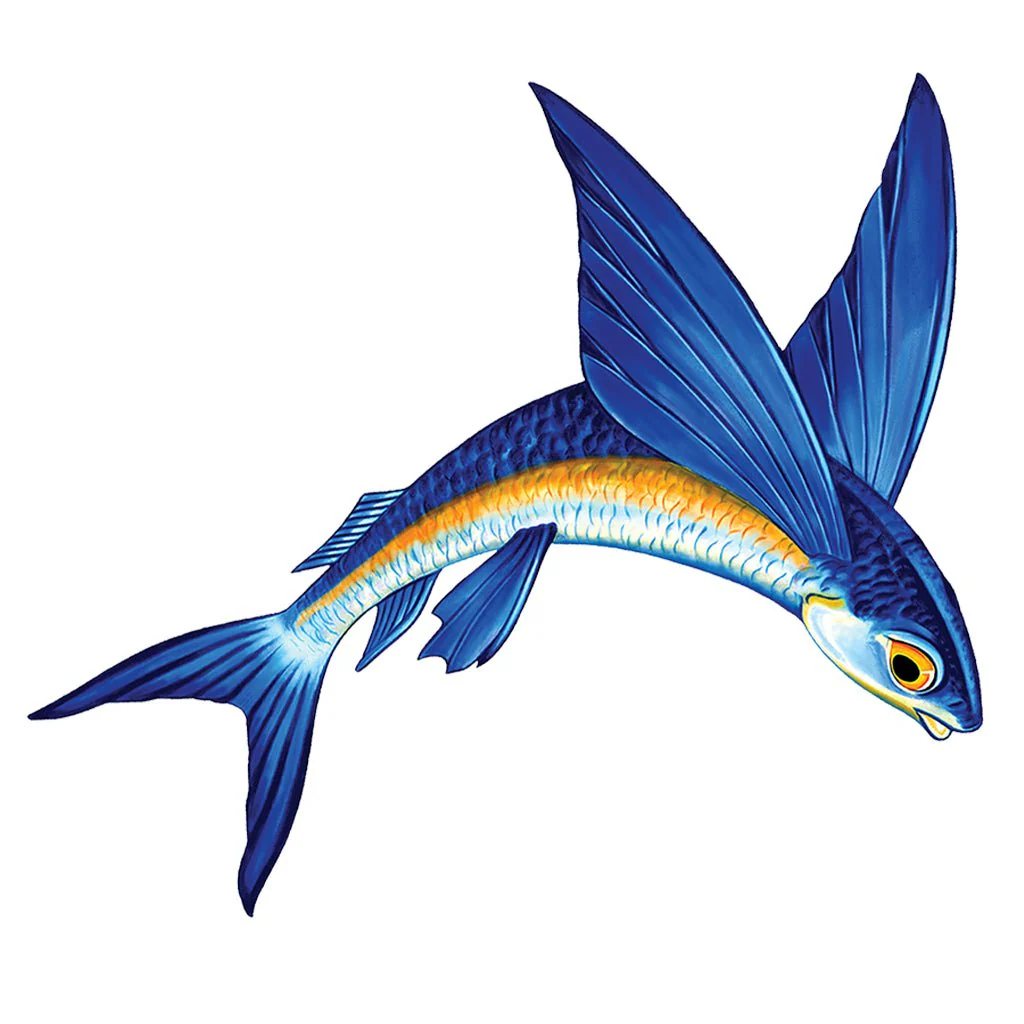 Flying Fish Porc-A - Pool Mosaic