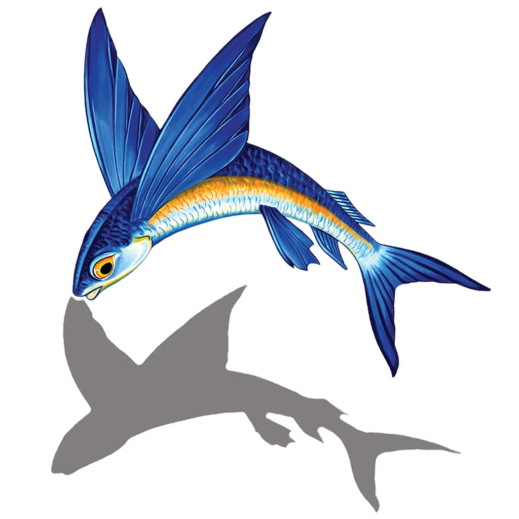 Flying Fish Porc-A Reverse w/Shadow - Pool Mosaic