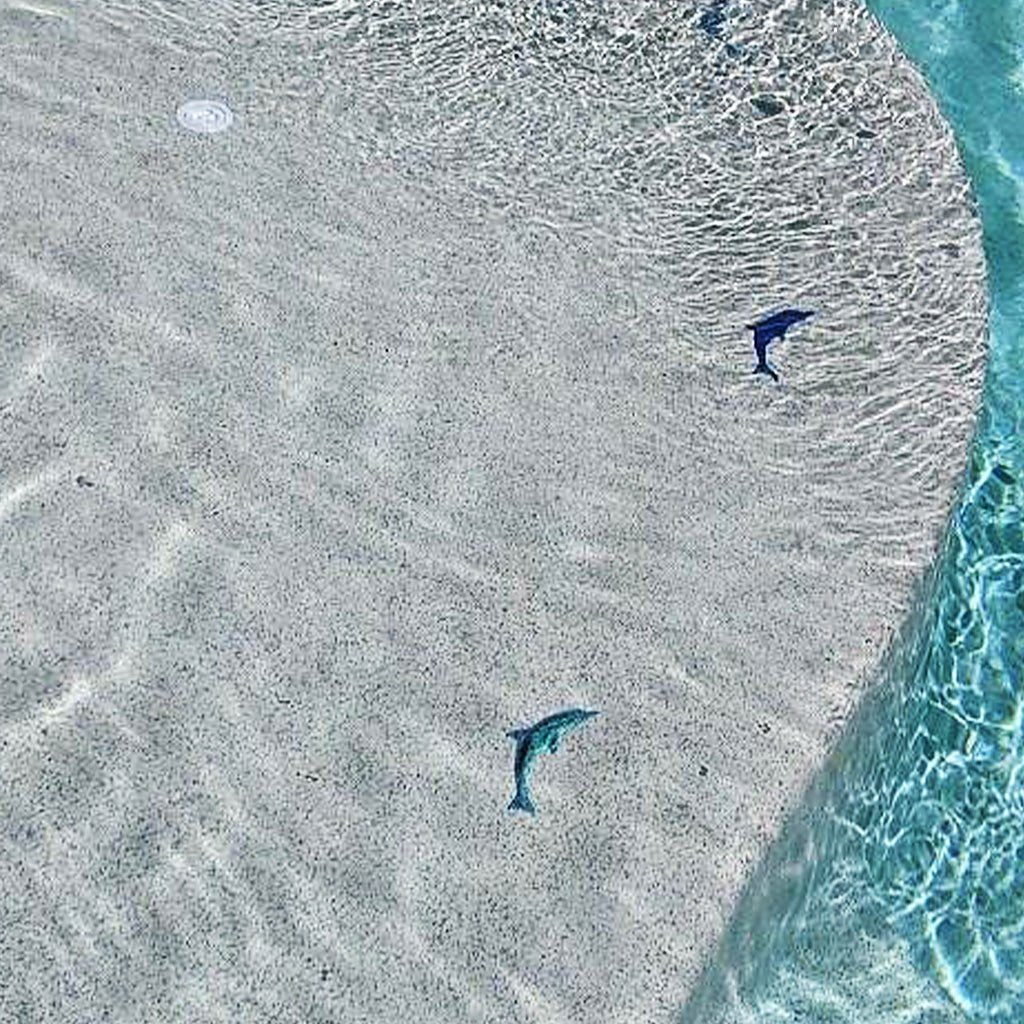 Fusion Mini Dolphin - Caribbean - Pool Mosaic - Image 2