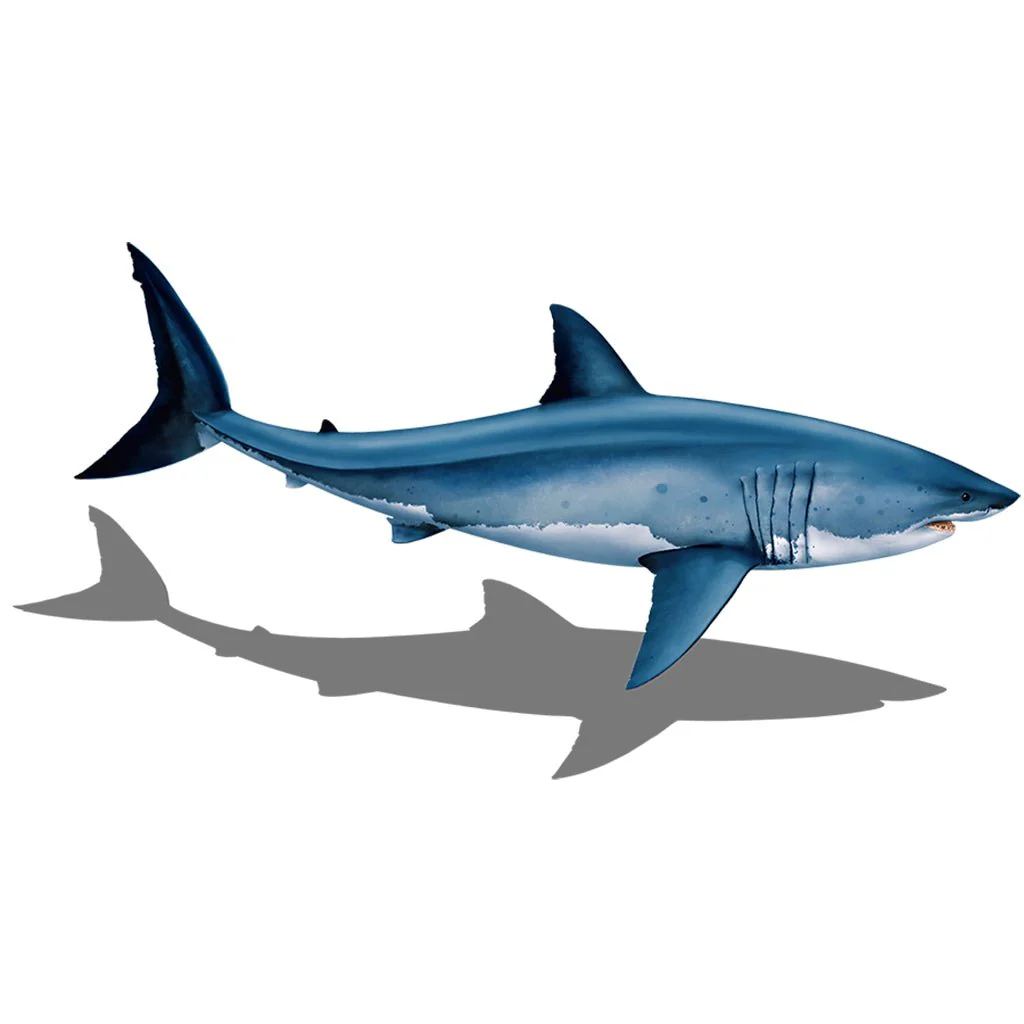 Great White Shark with Shadow - Pool Mosaic