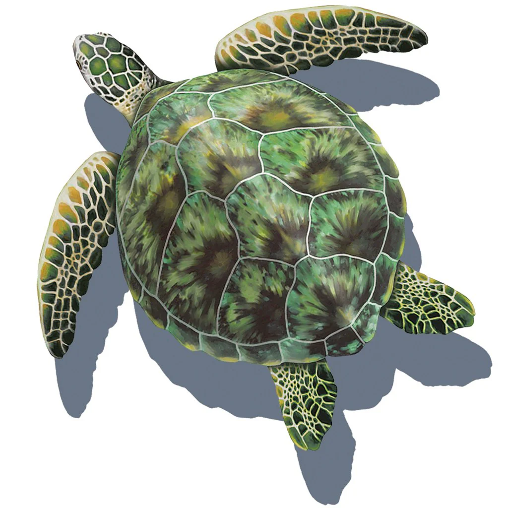 Green Porc Sea Turtle w/Shadow - Pool Mosaic