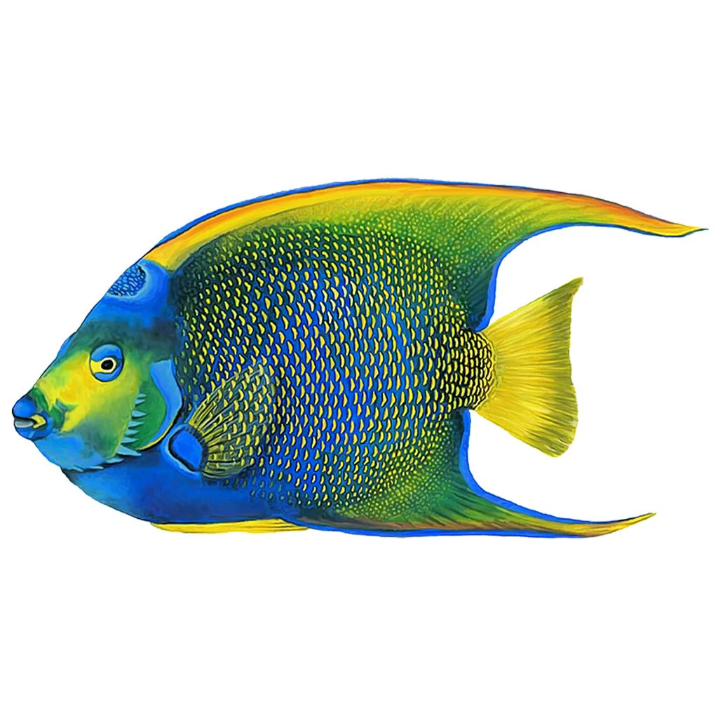 Queen Angelfish - Pool Mosaic