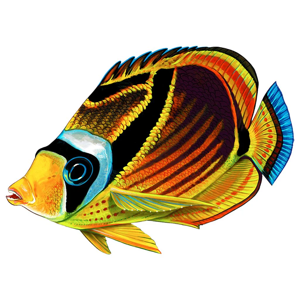 Raccoon Butterflyfish - Pool Mosaic