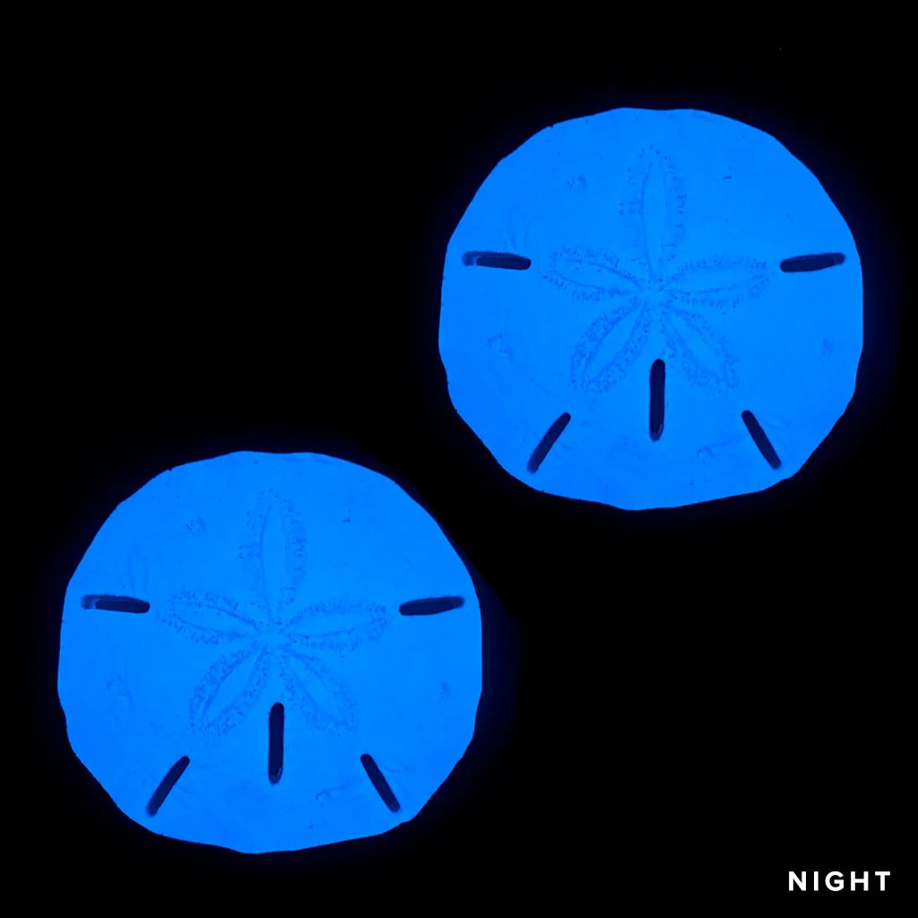 Sand Dollar x 2 - Glow in the Dark Pool Mosaics - Image 2
